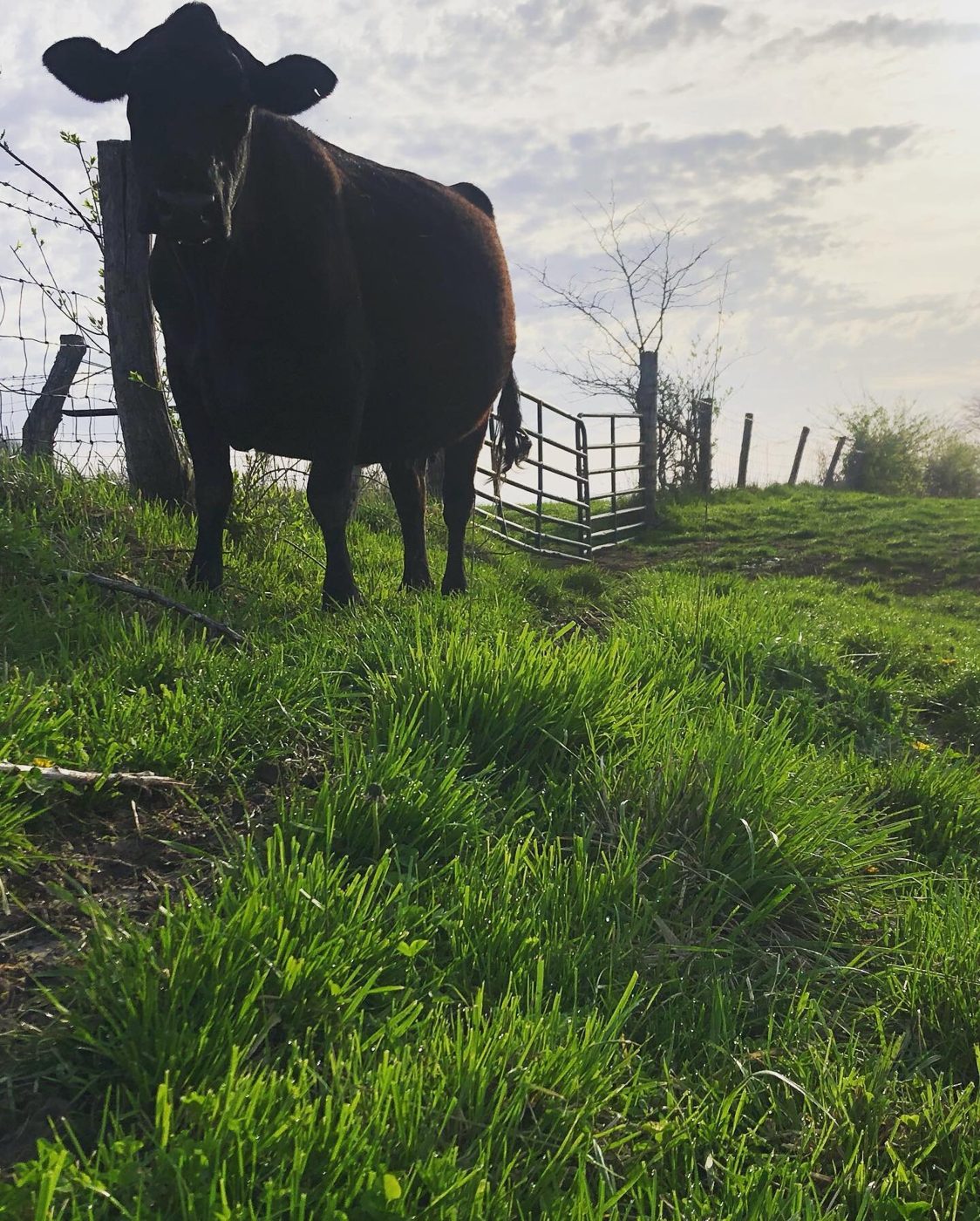 Black cow standing in tall green grass
