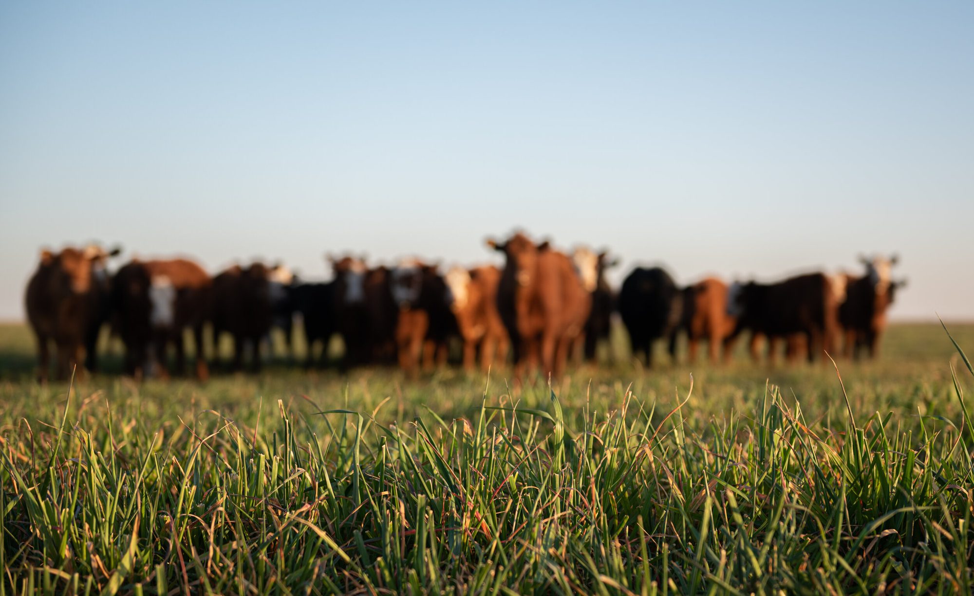 Cattle standing together in a grass pasture
